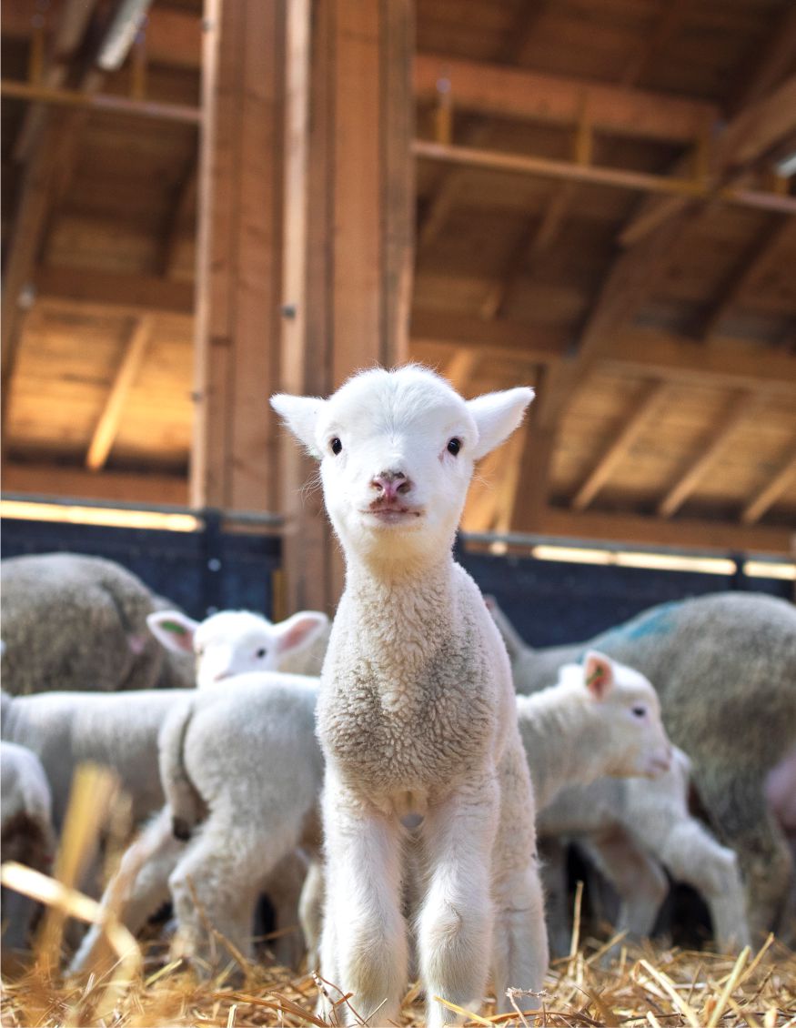 fastboss lamb